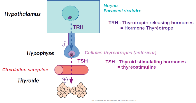 Différence Entre Tsh Et Tsh Ultra Sensible Régulation des hormones thyroïdiques chez le chien.