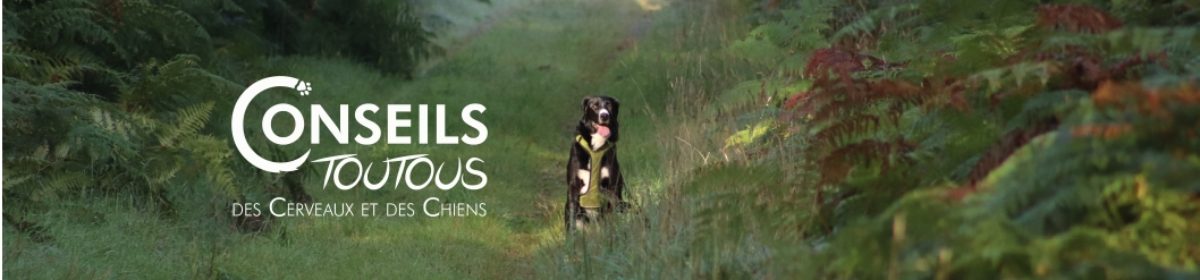 Consultante en comportement canin et neurobiologie du comportement